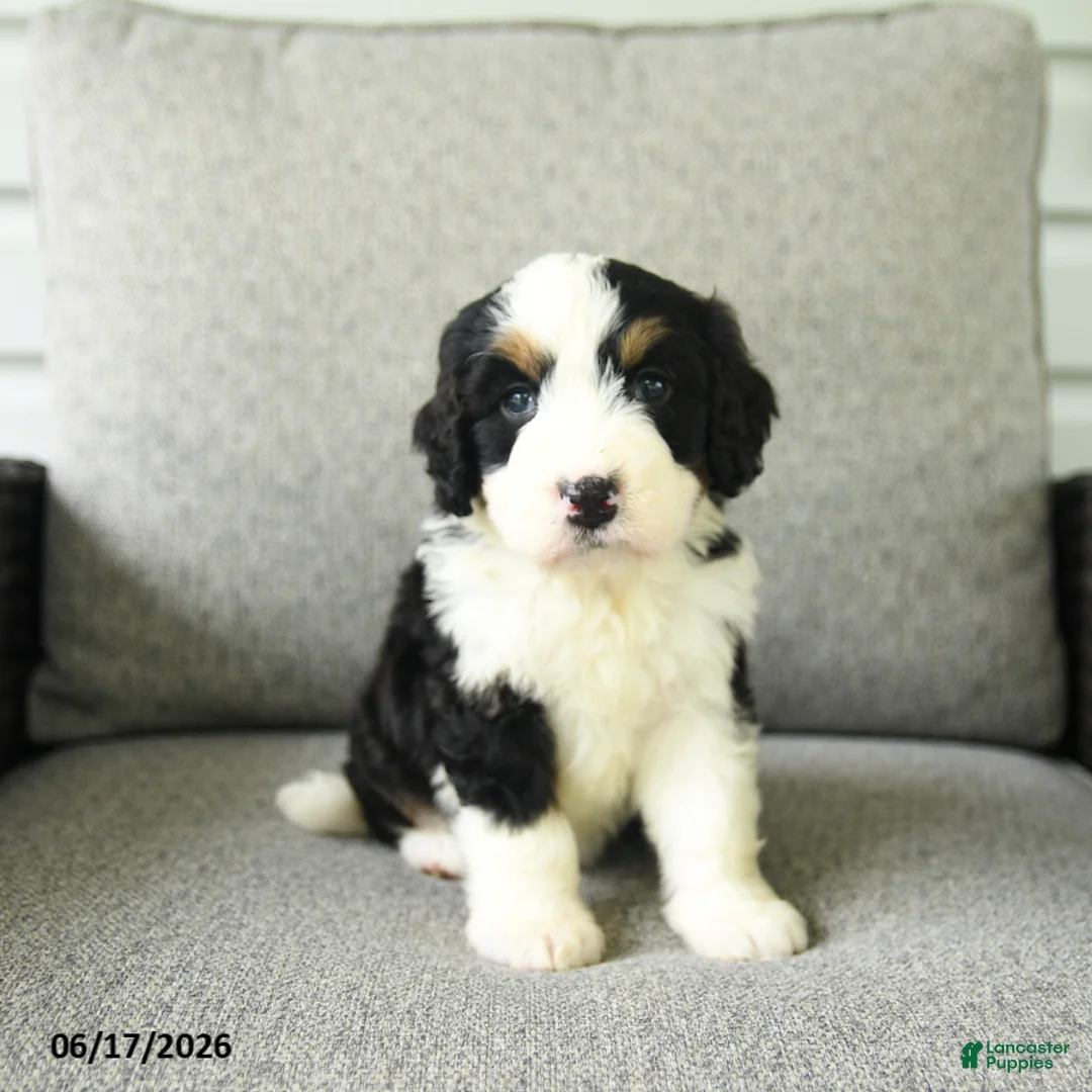 Bernedoodle dogs for sale: Sara  - Ad 2