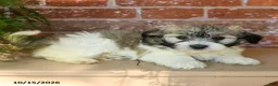 Havanese dogs for sale: Logan  - Ad 3