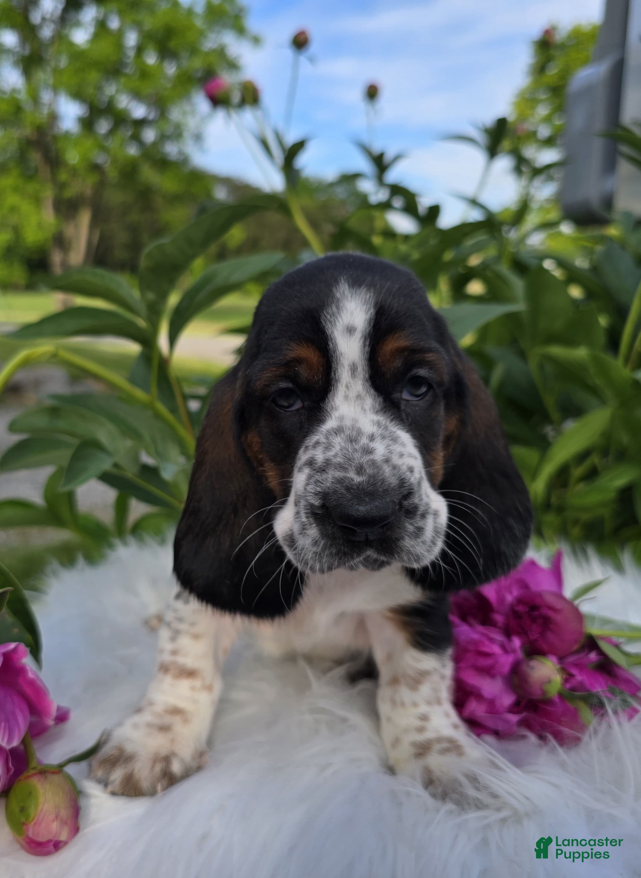 Basset Hound dogs for sale: Bettie - Ad 3