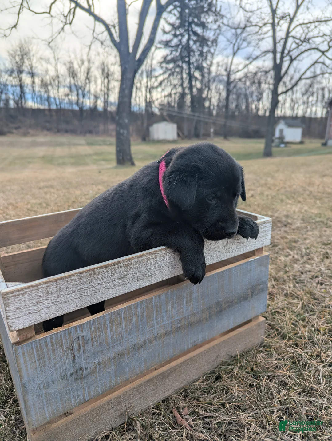 Labrador Retriever dogs for sale: Bella - Ad 5