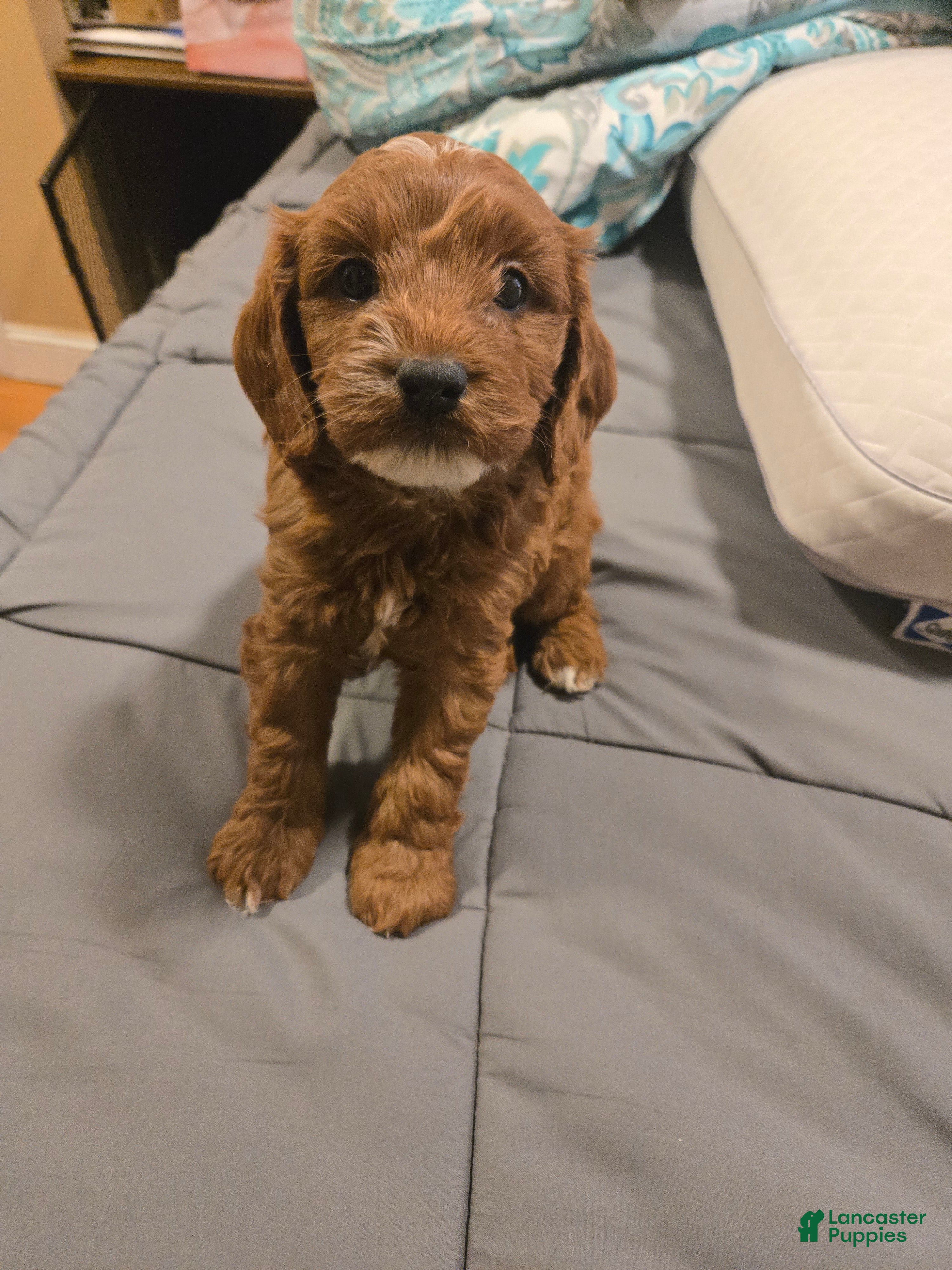 Cavapoo dogs River (Puppy 3) - Ad 29