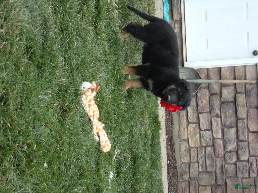 German Shepherd dogs for sale: Yellow Collar - Ad 3