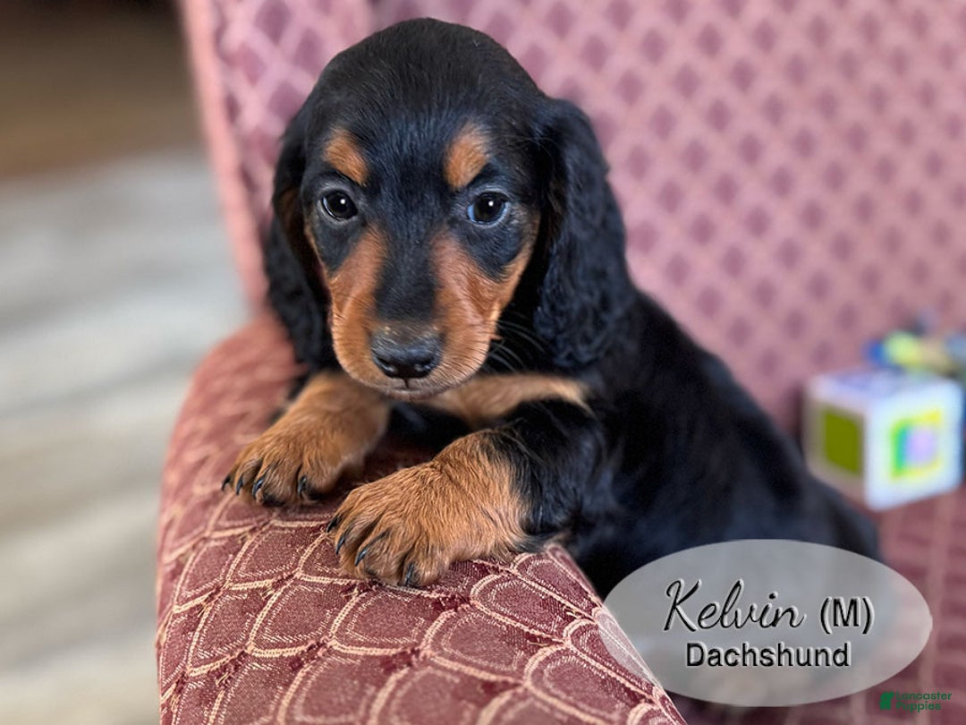 Dachshund dogs for sale: Kelvin - Ad 4