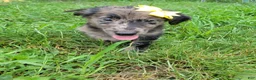 Mixed Breed dogs for sale: Mixed Breed 5 - Ad 2