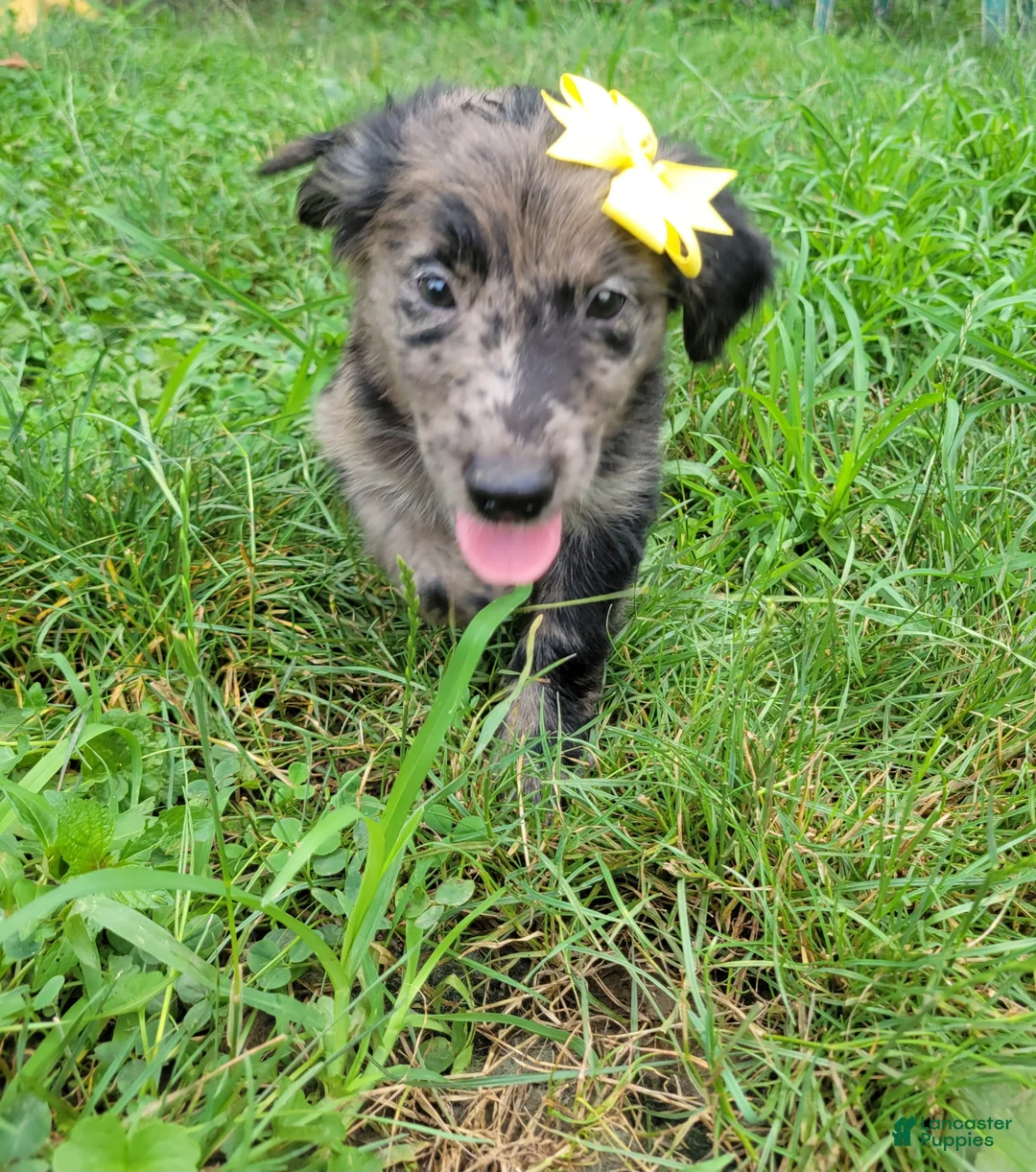 Mixed Breed dogs for sale: Mixed Breed 5 - Ad 2