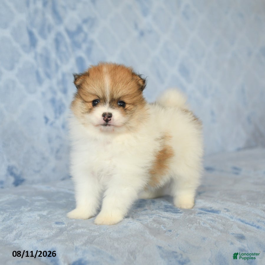 Pomeranian dogs Cinnamon - Ad 2