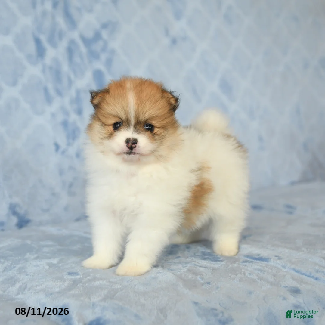 Pomeranian dogs for sale: Cinnamon - Ad 2