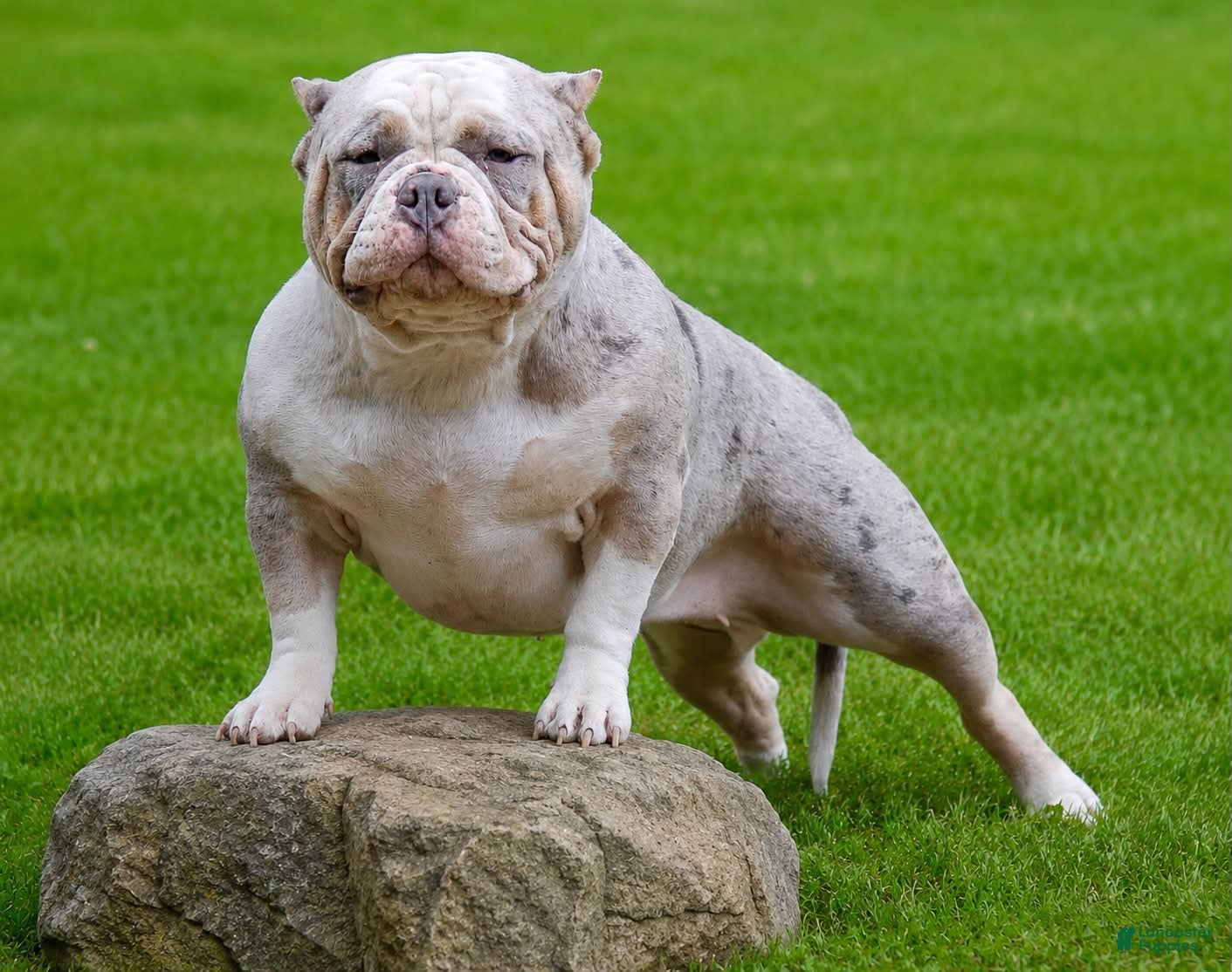 American Bully dogs for sale: American Bully 1 - Ad 13