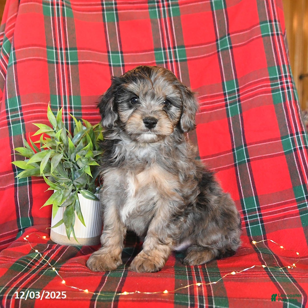 Cavapoo dogs for sale: Ace - Ad 5