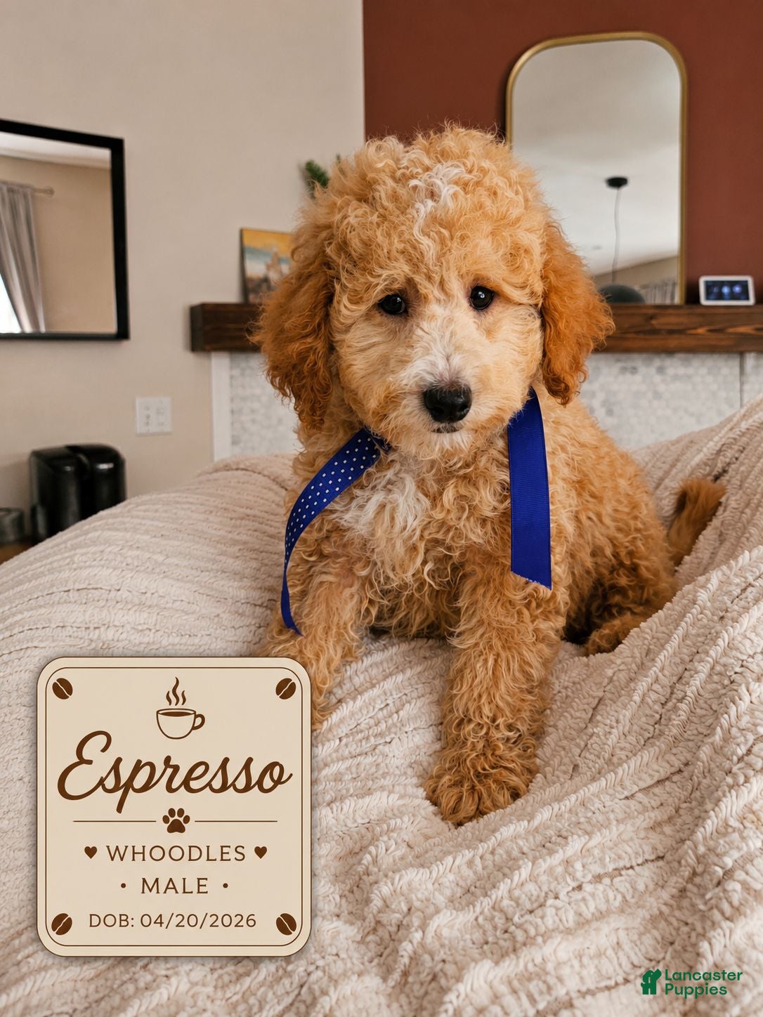 Mixed Breed dogs Espresso – F1B Whoodle Male ☕🐾 - Ad 1