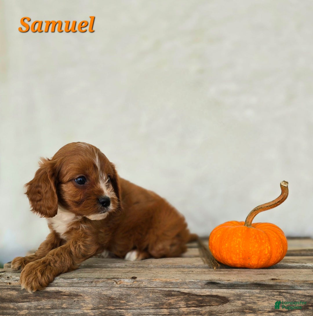 Cavapoo dogs for sale: Samuel - Ad 3