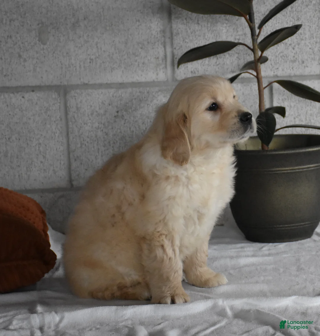 Golden Retriever dogs for sale: Harley  Genetic/OFA - Ad 23