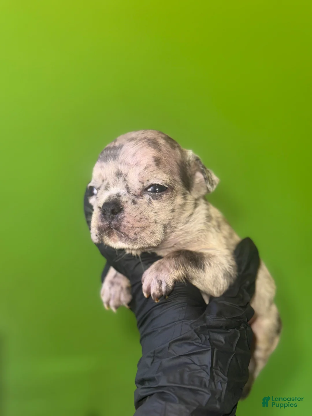 French Bulldog dogs for sale: French Bulldog Puppy 4 - Ad 2