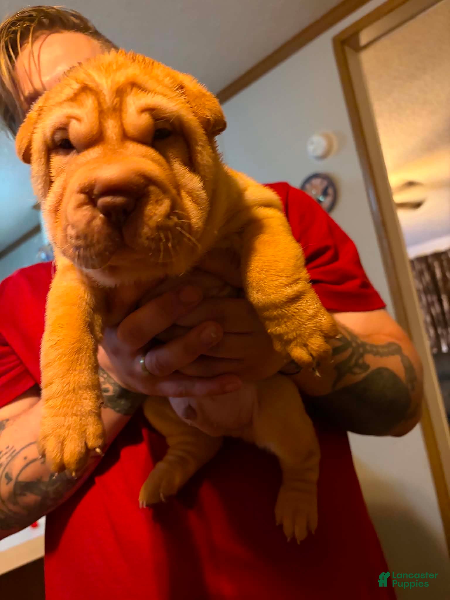 Shar Pei dogs Potato  - Ad 4