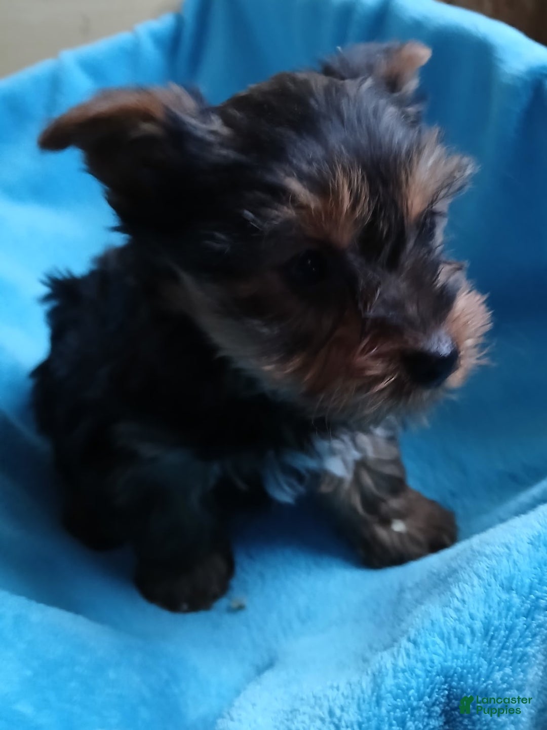 Yorkshire Terrier dogs for sale: Sarah - Ad 2