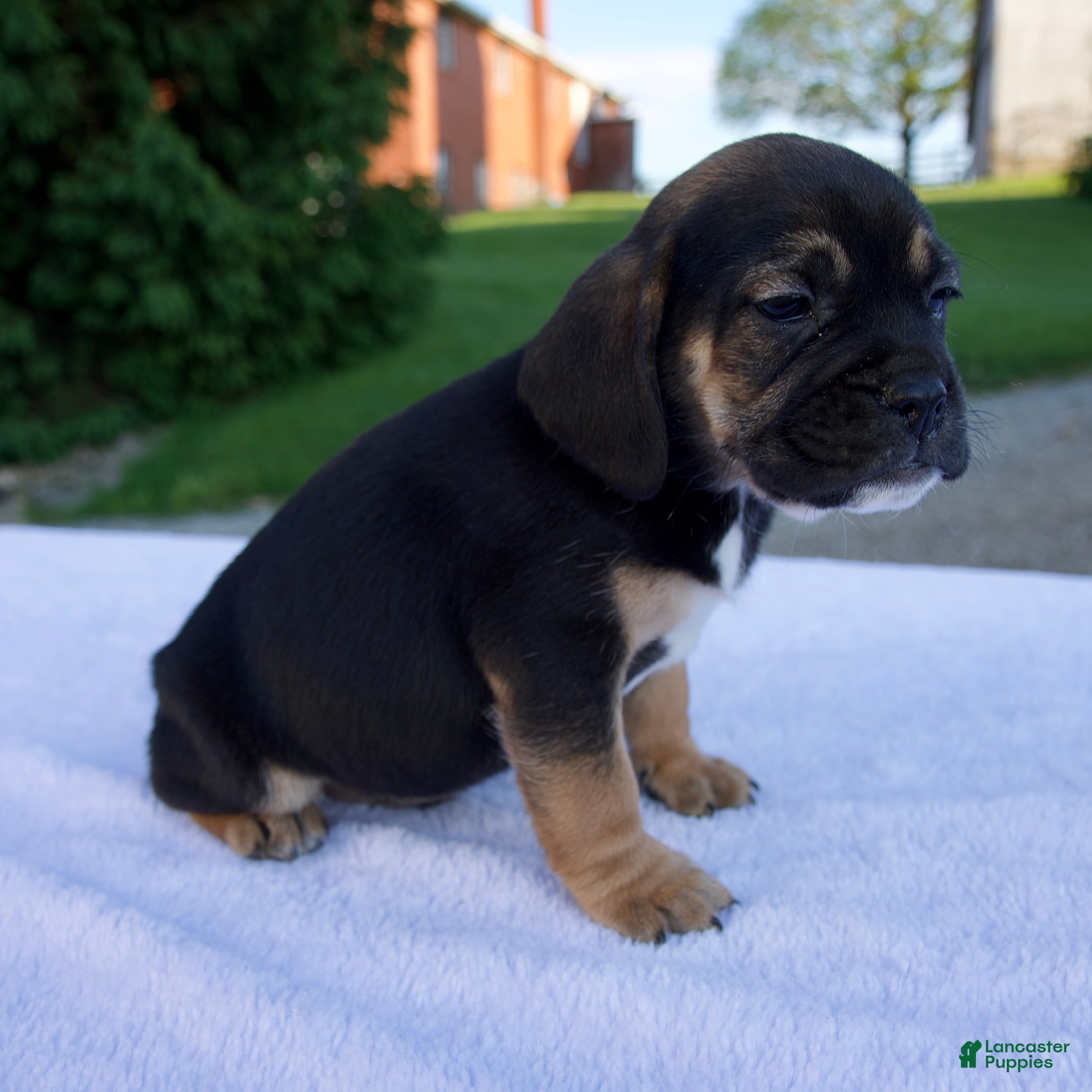 Beabull dogs Kace - Ad 2
