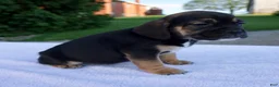 Beabull dogs for sale: Kace - Ad 2