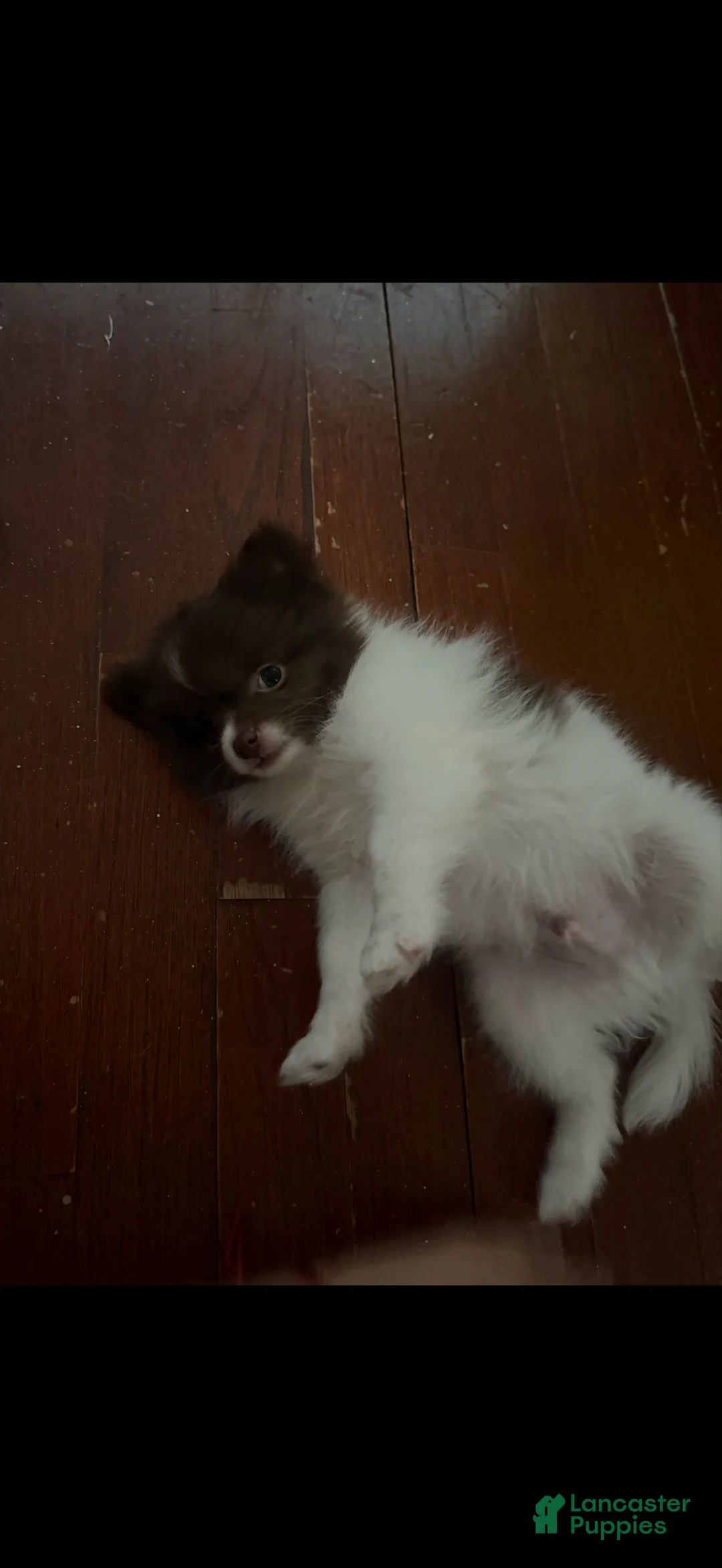 Pomeranian dogs for sale: Gordo  - Ad 2