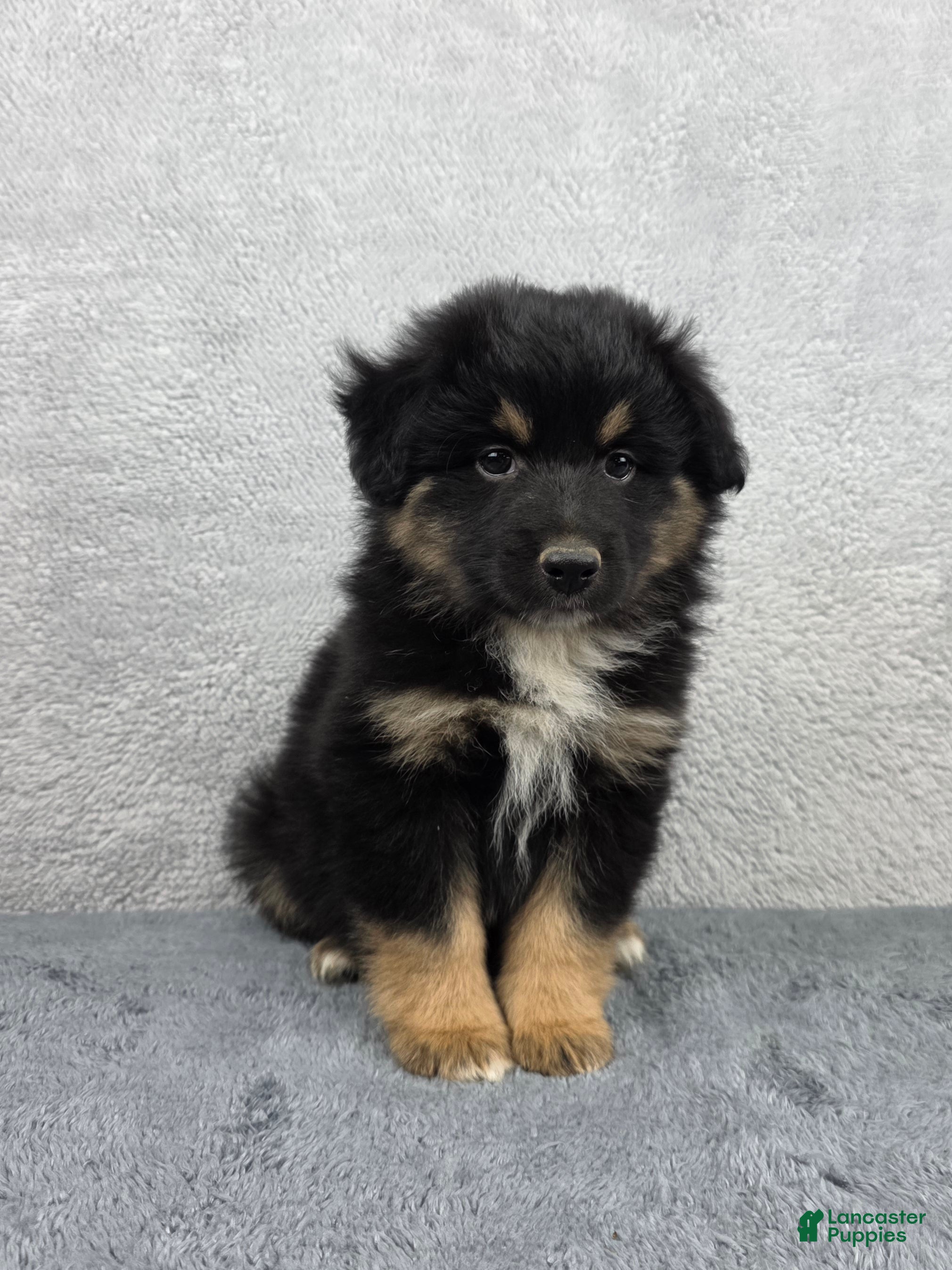 Miniature Australian Shepherd dogs Bear - Ad 1