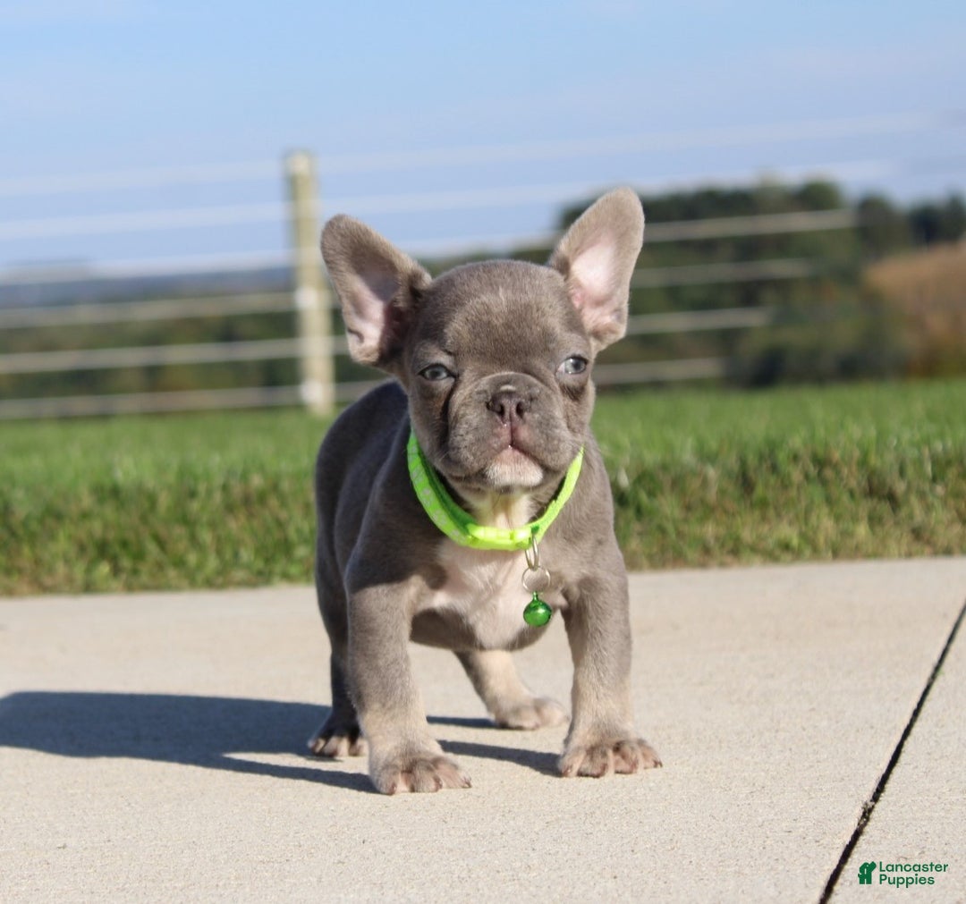French Bulldog dogs for sale: Charlie - Ad 6