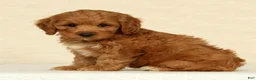 Cockapoo dogs for sale: Asher - Ad 2