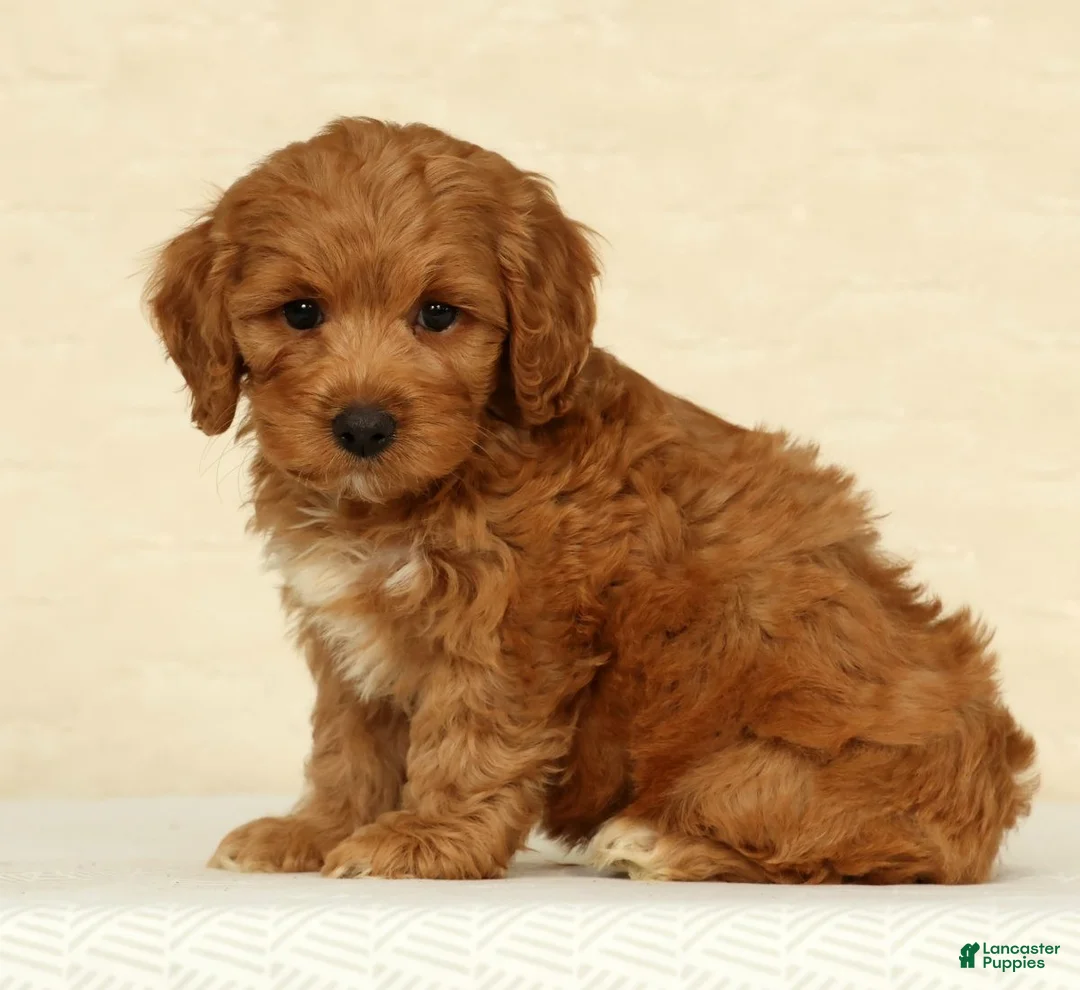Cockapoo dogs for sale: Asher - Ad 2