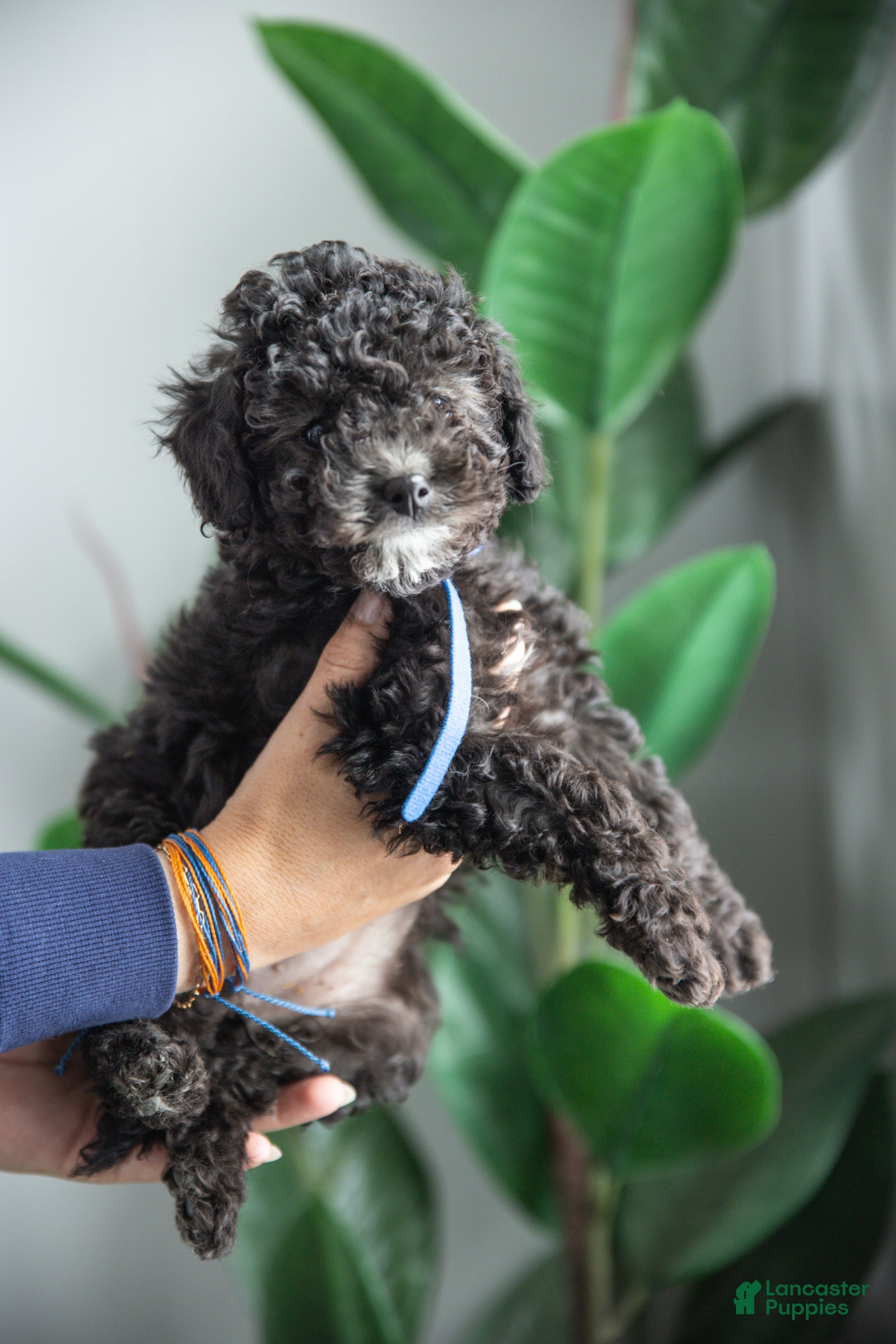 Cockapoo dogs Willow - Ad 2