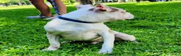 Boston Terrier dogs for sale: Zephyr  - Ad 3