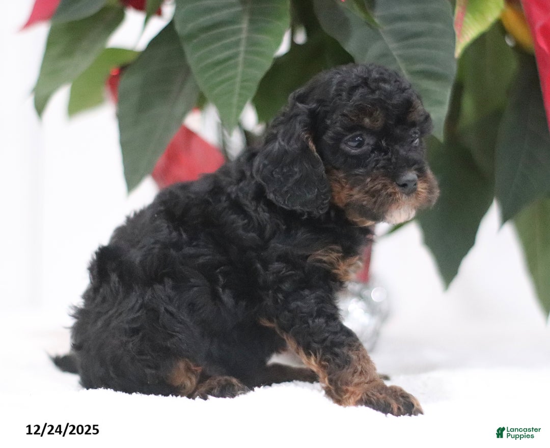 Cavapoo dogs for sale: Annie - Ad 4