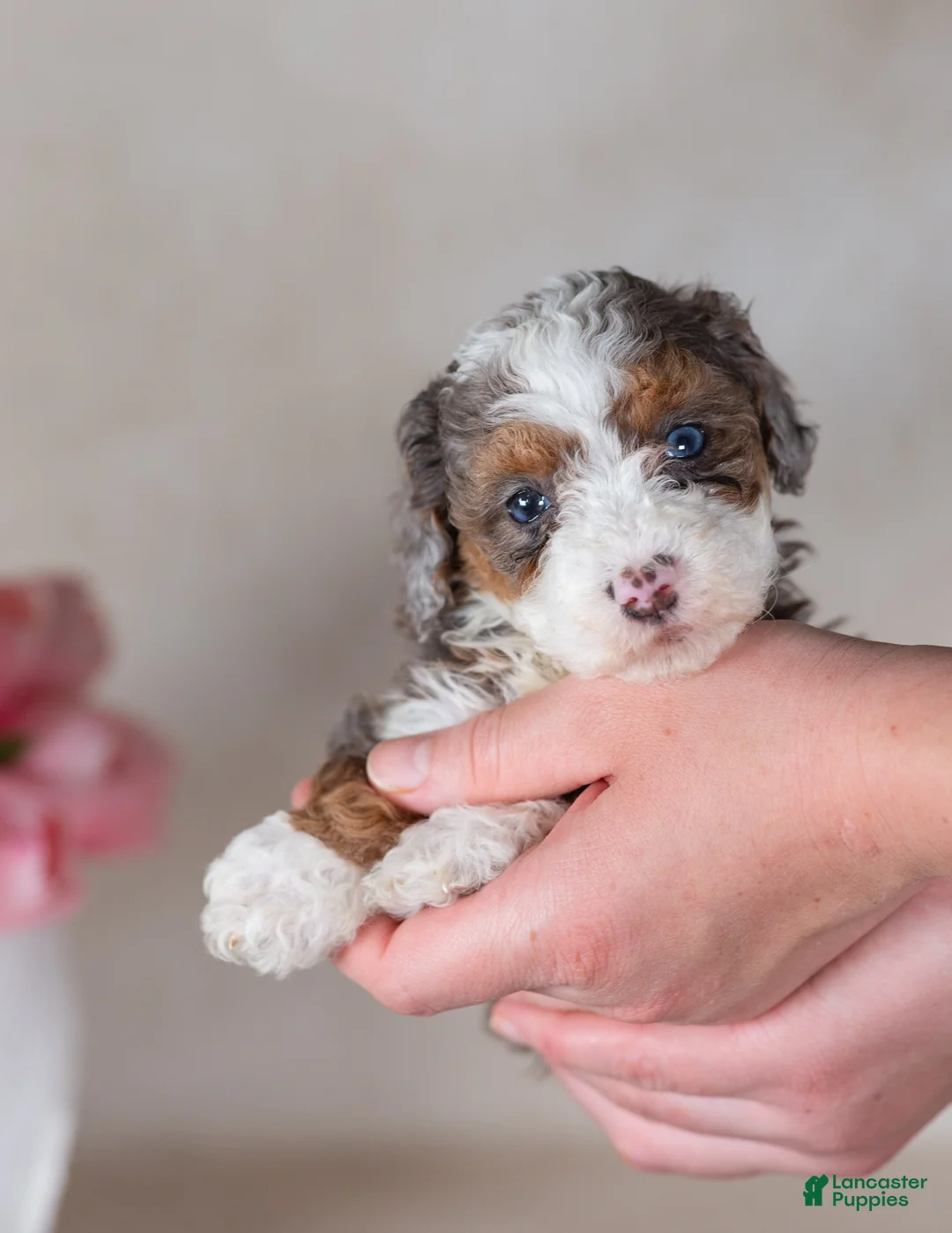 Bernedoodle dogs for sale: Lou - Ad 2