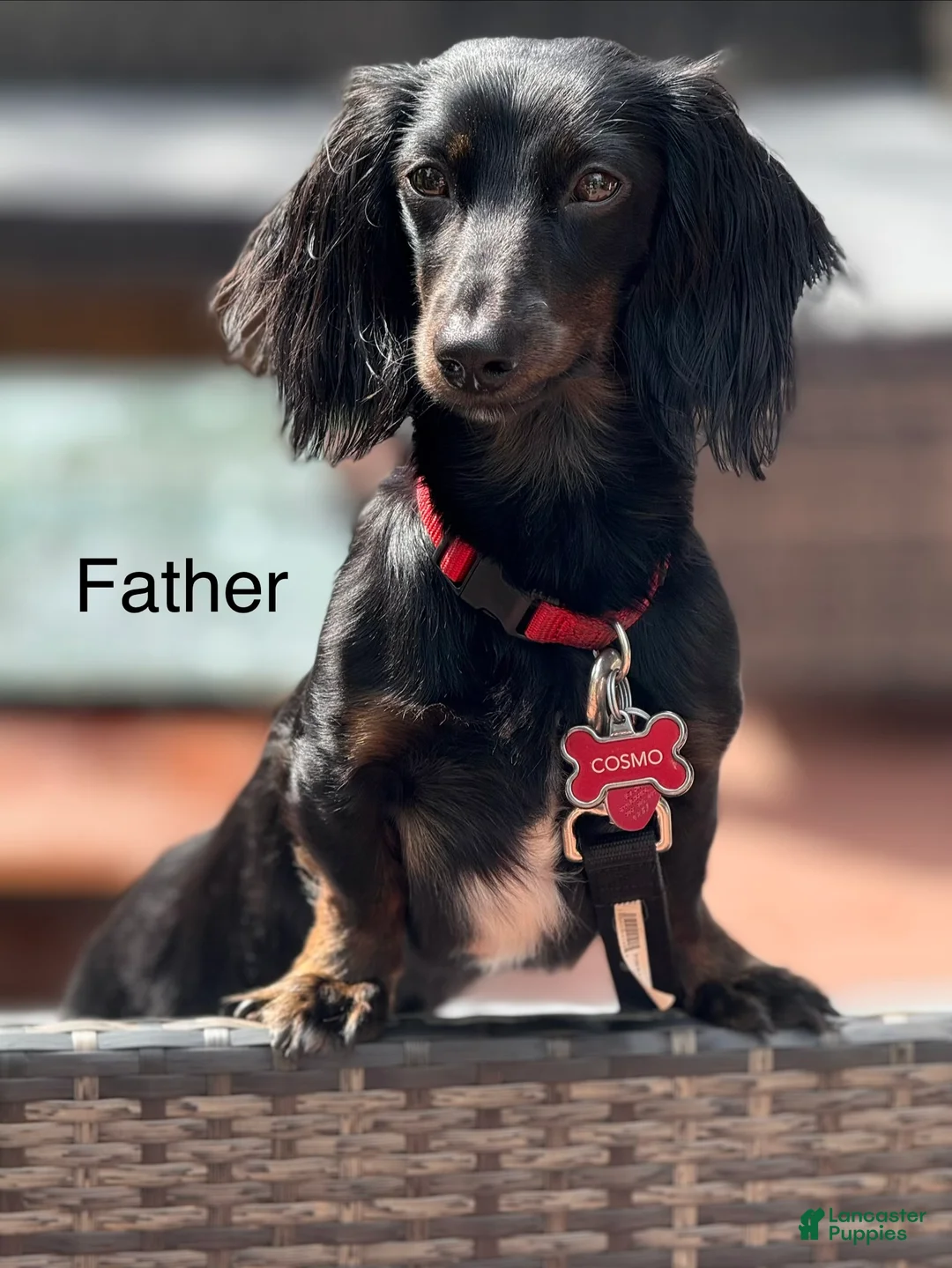Miniature Dachshund dogs for sale: Candy - Ad 5
