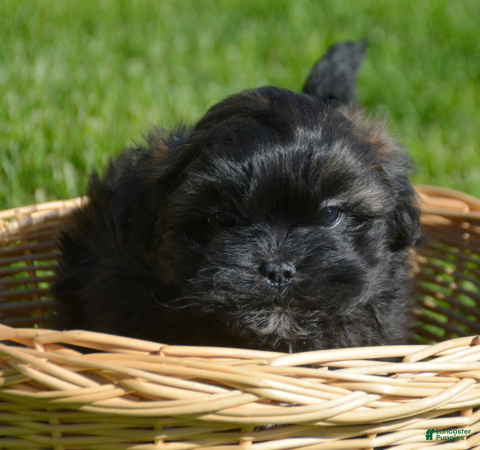 Shihpoo dogs Shihpoo Sal - Ad 32