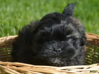 Shihpoo dogs Shihpoo Sal - Ad 32