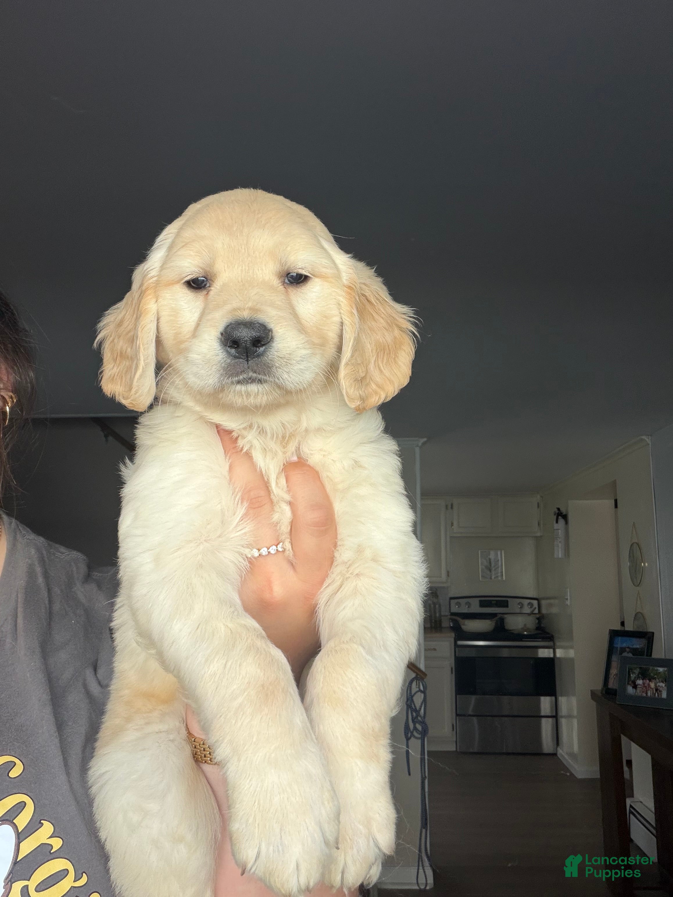Golden Retriever dogs Maple - Ad 23