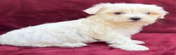 Maltese dogs for sale: Lolly - Ad 3