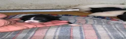 American Pit Bull Terrier dogs for sale: Black and mild - Ad 7