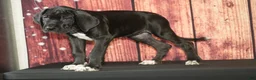 Great Dane dogs for sale: Valerie - Ad 2