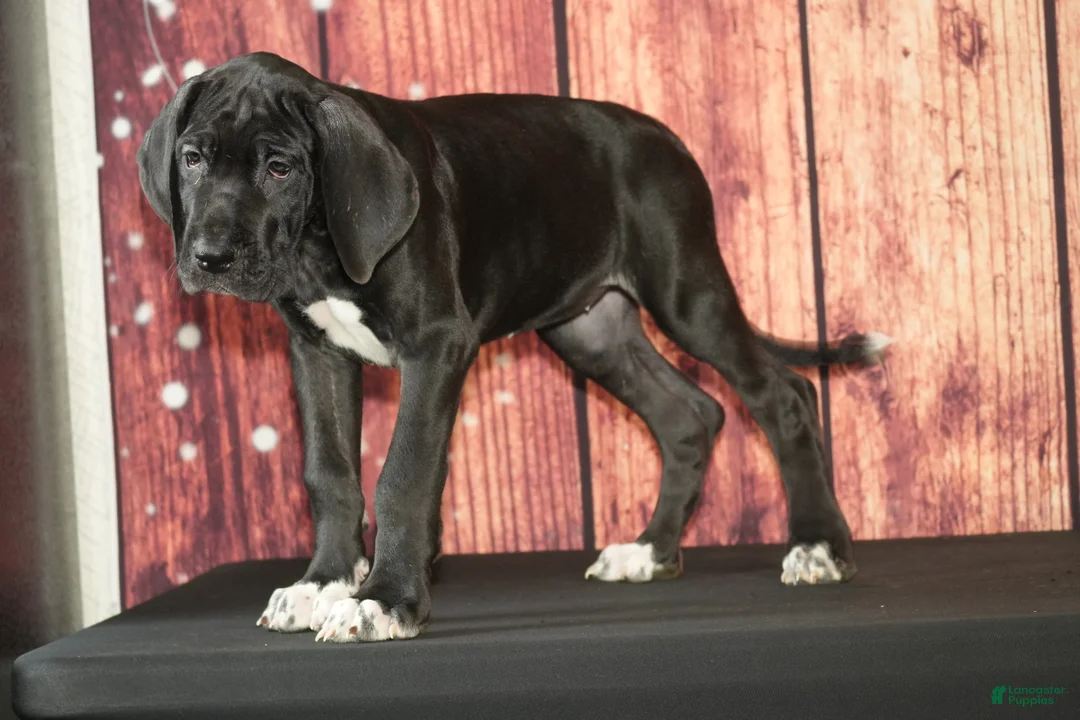 Great Dane dogs for sale: Valerie - Ad 2