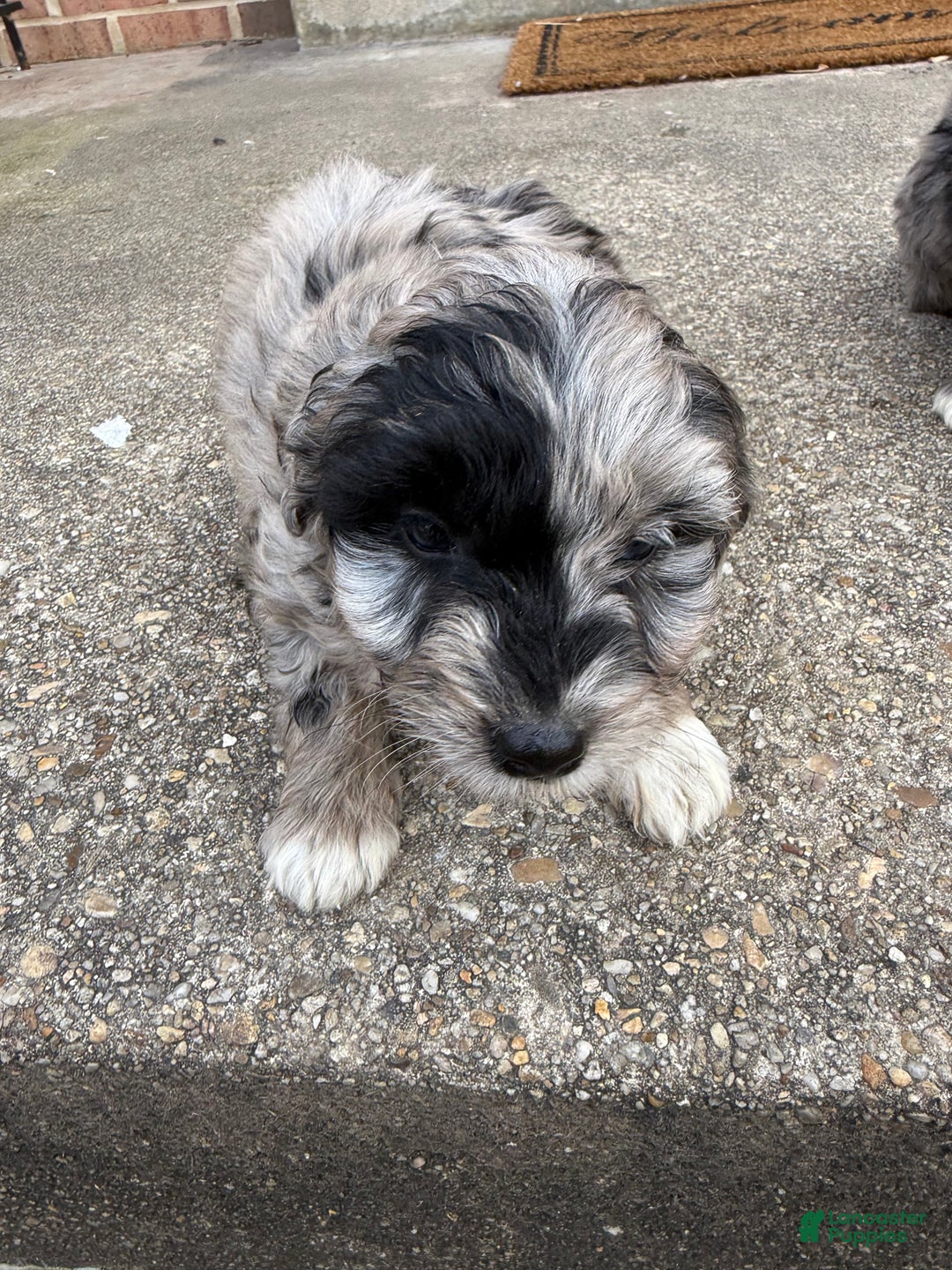 Mini Aussiedoodle dogs for sale: Mini Aussiedoodle Puppy 3 - Ad 3