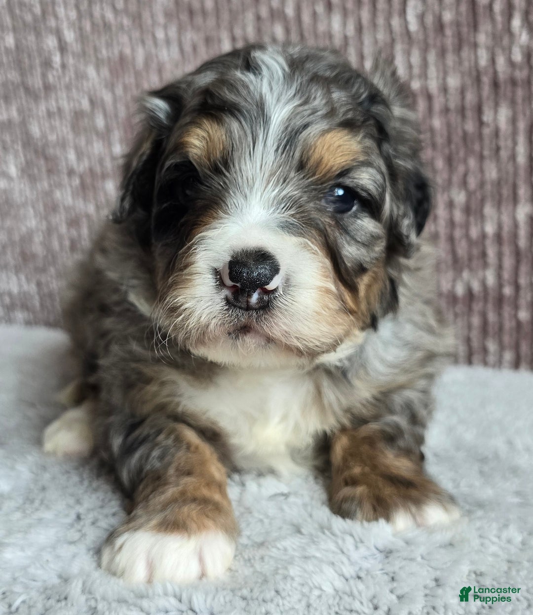 Mini Bernedoodle dogs for sale: Mini Louie - Ad 4