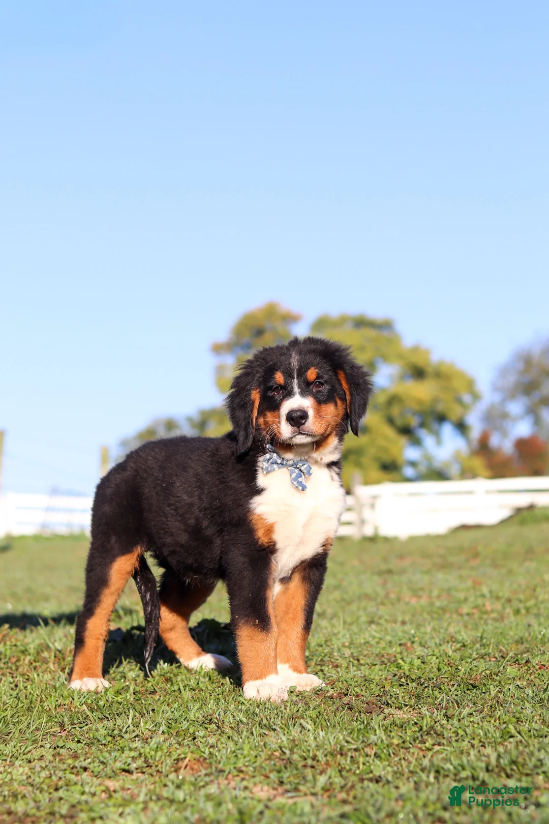 Bernese Mountain Dog dogs for sale: Leo - Ad 7