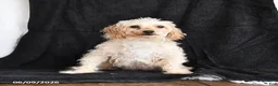 Maltipoo dogs for sale: Pansy - Ad 3