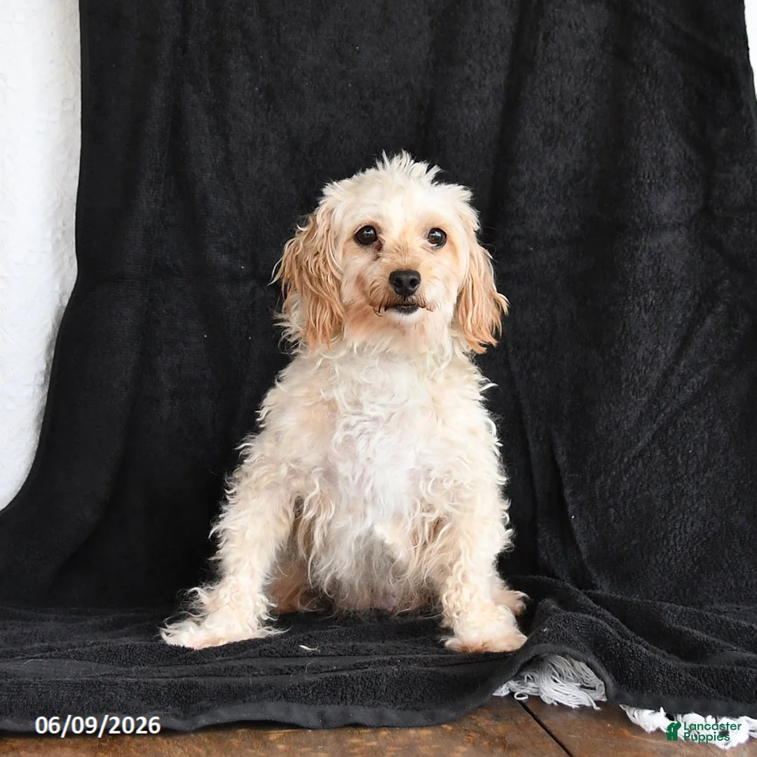 Maltipoo dogs for sale: Pansy - Ad 3