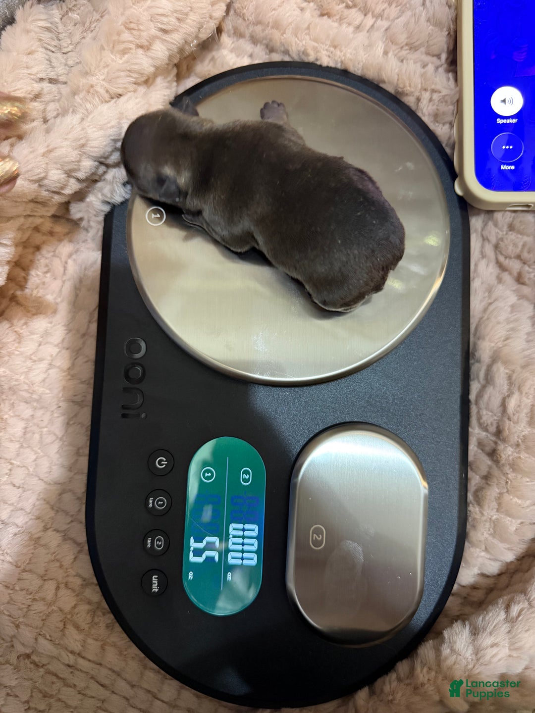 French Bulldog dogs for sale: Bluey - Ad 3