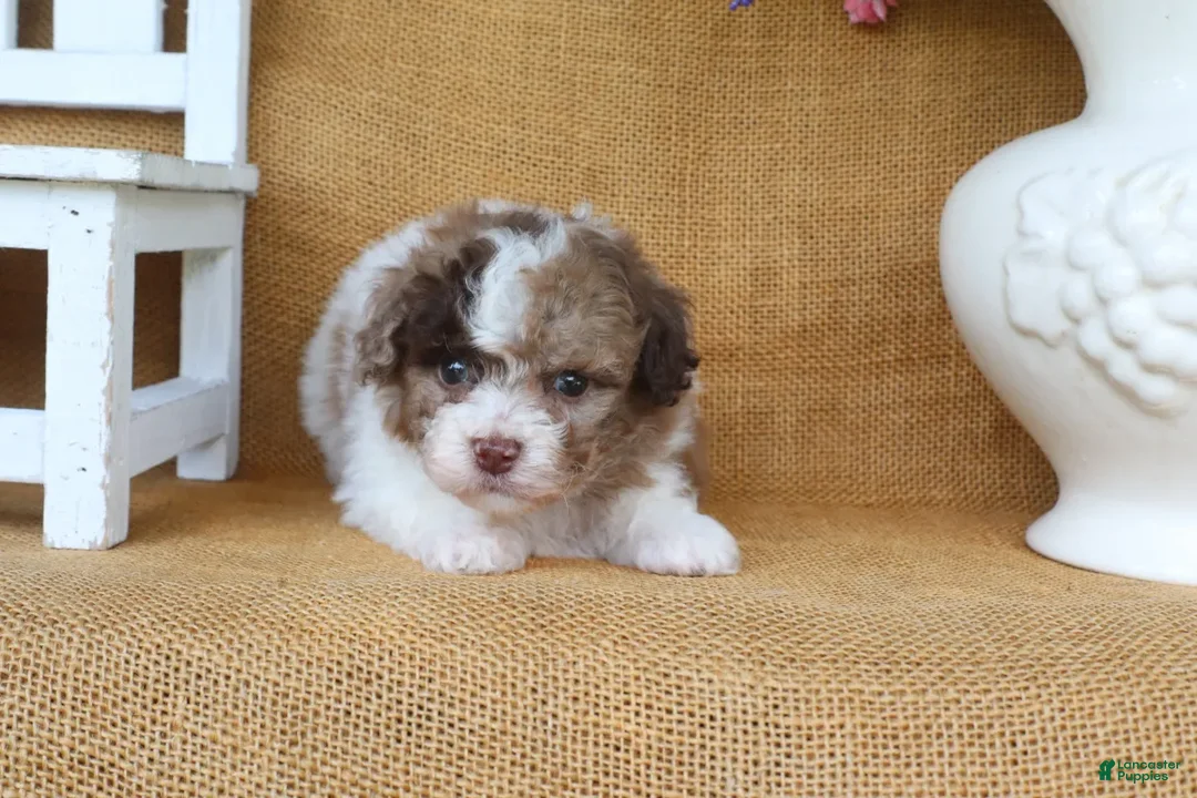 Toy Poodle dogs for sale: Dylan - Ad 2