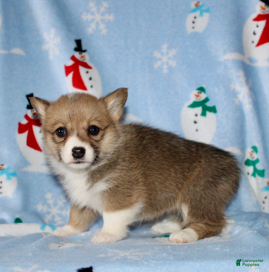 Welsh Corgi Pembroke dogs for sale: Macy - Ad 6