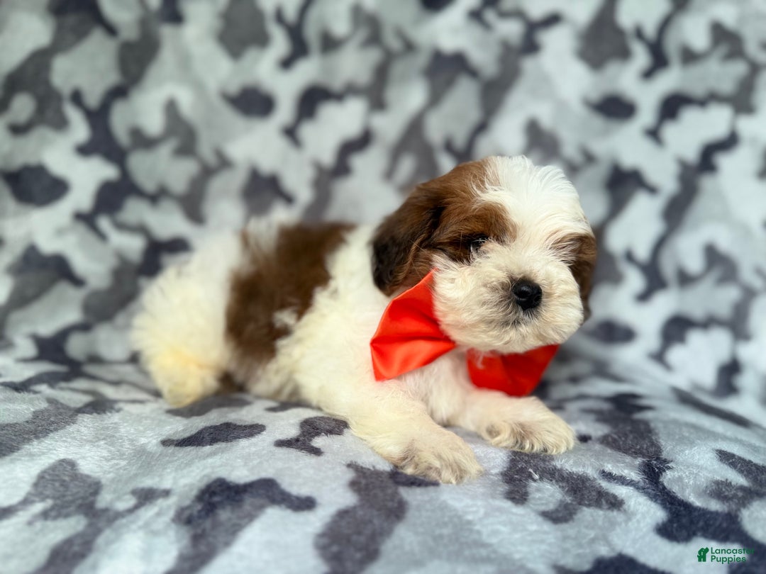 Shihpoo dogs for sale: Chestnut - Ad 4