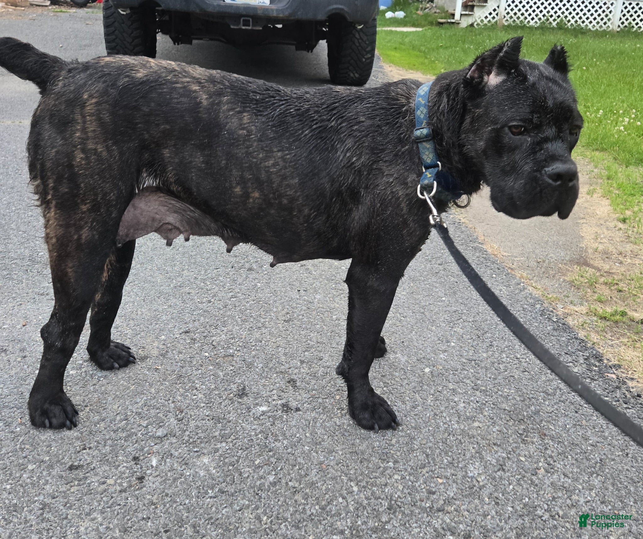 Cane Corso dogs for sale: ICCF Savage  - Ad 3