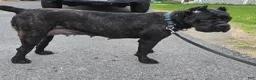 Cane Corso dogs for sale: ICCF Savage  - Ad 1