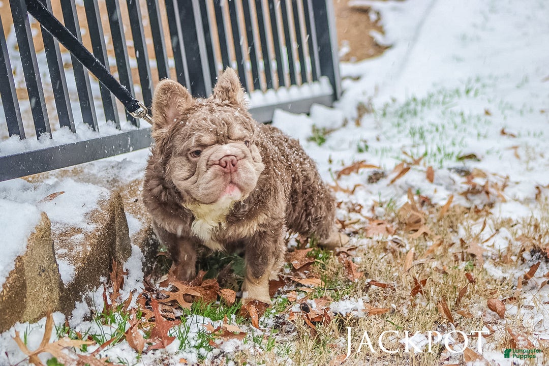 French Bulldog dogs for stud: Jackpot  - Ad 2